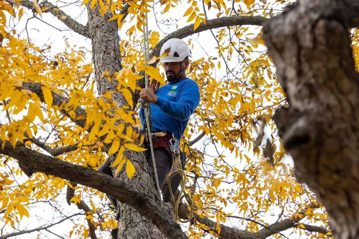 Skilled Tree Transplanting crew working in Riverton