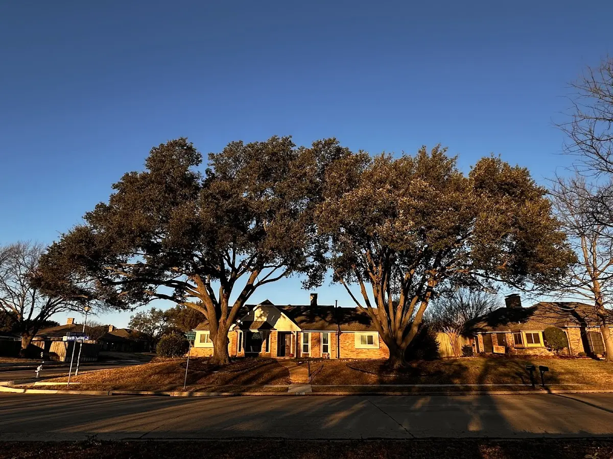 Established residential canopy tree shading a home in Riverton